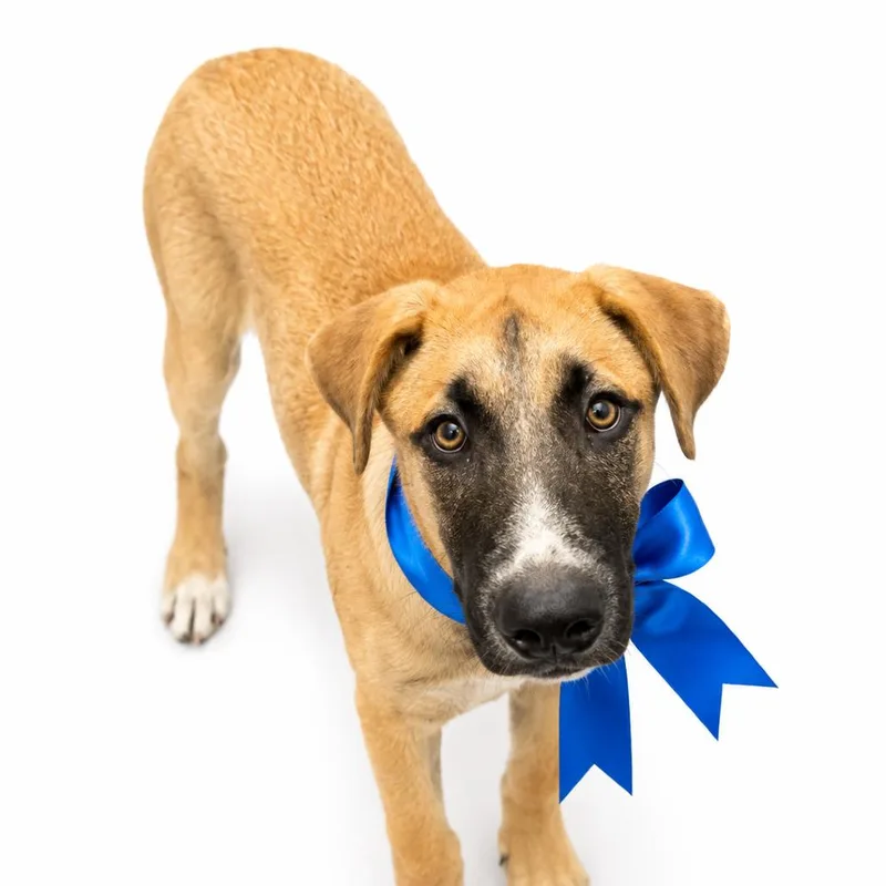 A young large-sized male Brown / Chocolate Mixed Breed dog named Tyler for adoption in Columbiana, AL