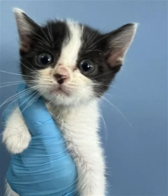 A baby small-sized female Domestic Short Hair cat named Rocket for adoption in San Bernardino, CA