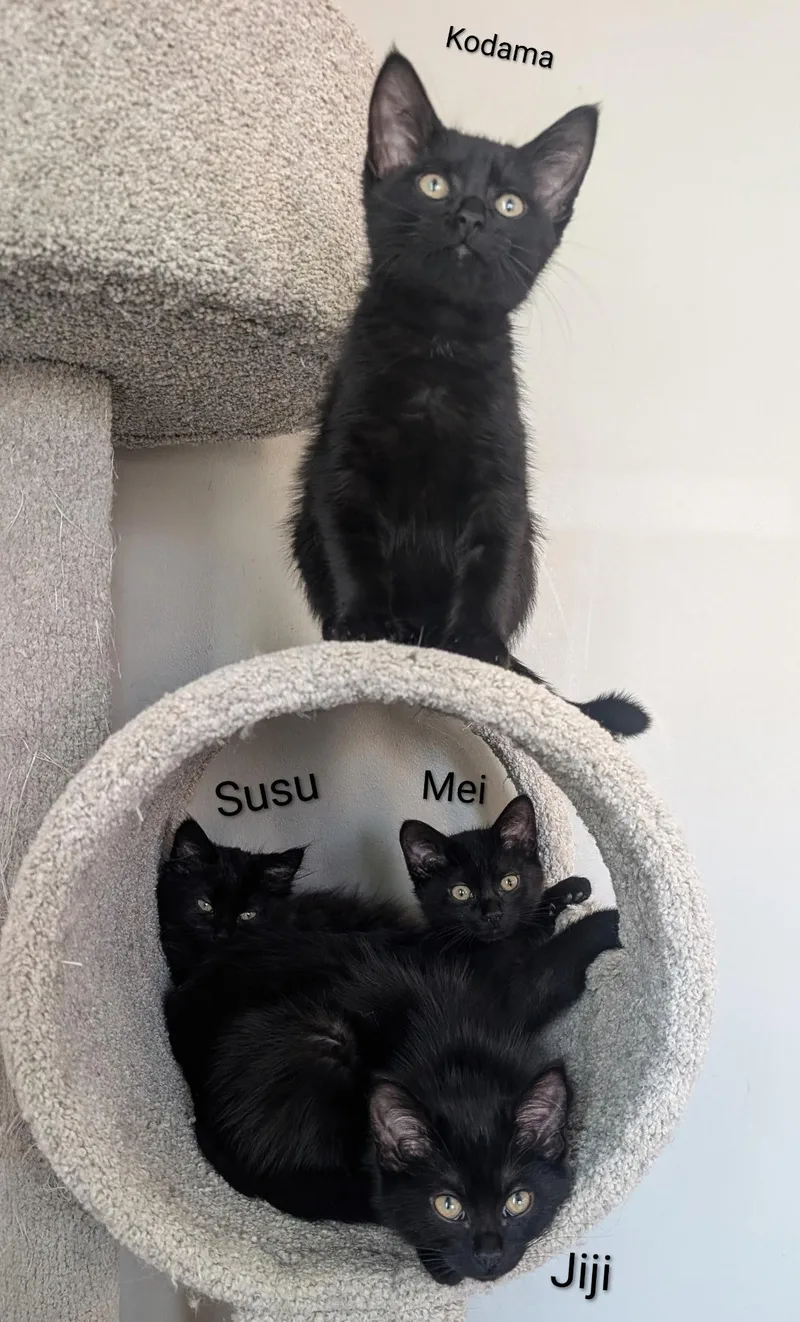 A baby small-sized female Black Domestic Long Hair cat named Susu for adoption in Indianapolis, IN
