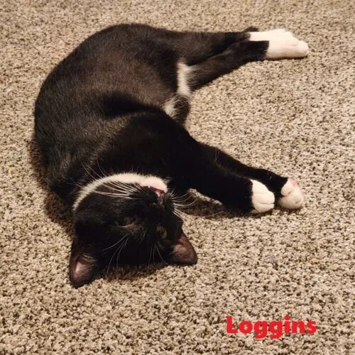 A young small-sized male Domestic Short Hair cat named Loggins for adoption in Tipp City, OH