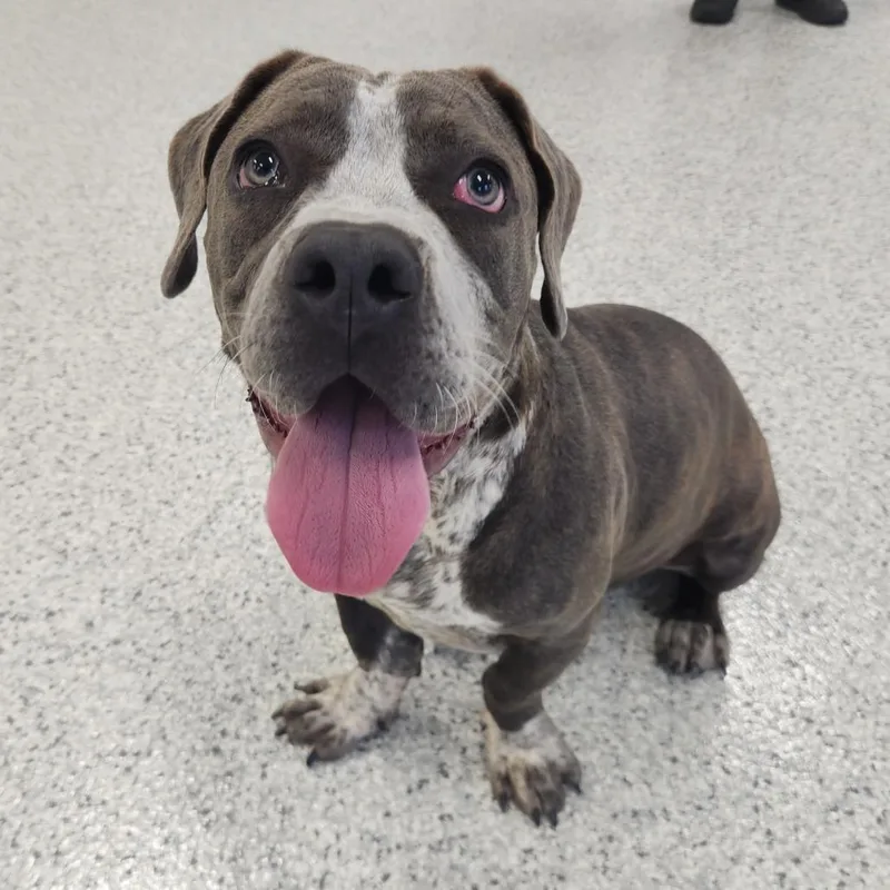 A young medium-sized female Brindle Pit Bull Terrier dog named Rocki for adoption in Fort Wayne, IN