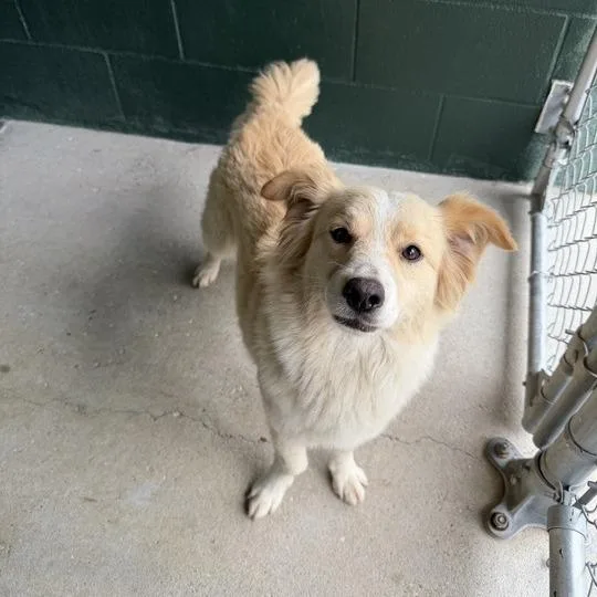 An adult small-sized female White / Cream Great Pyrenees dog named Funshine Bear for adoption in Carencro, LA