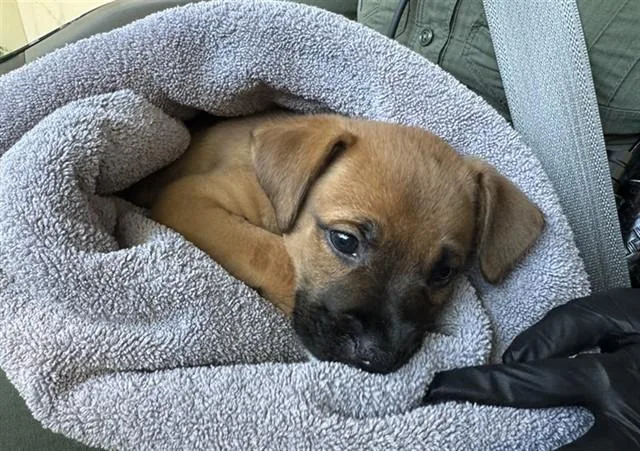 A baby small-sized male German Shepherd Dog dog named A for adoption in Santa Monica, CA