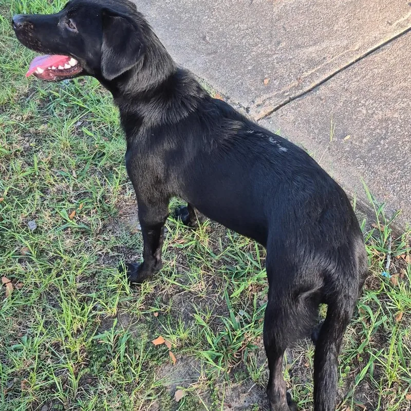 A young medium-sized female Black Mixed Breed dog named StrayNinaStreet for adoption in Columbus, GA