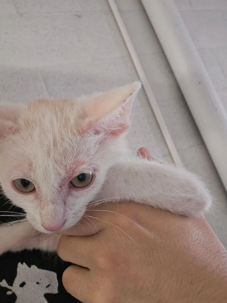 A baby small-sized male Orange & White Domestic Short Hair cat named Eric for adoption in Ontario, CA
