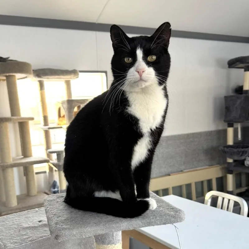 An adult small-sized male Black Domestic Short Hair cat named Titan for adoption in Goshen, IN