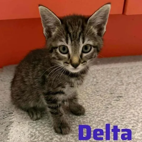 A baby small-sized female Brown / Chocolate Domestic Short Hair cat named Delta for adoption in Wilmington, DE