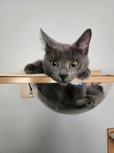 A baby medium-sized male Gray / Blue / Silver Domestic Short Hair cat named Kronk for adoption in Mokena, IL