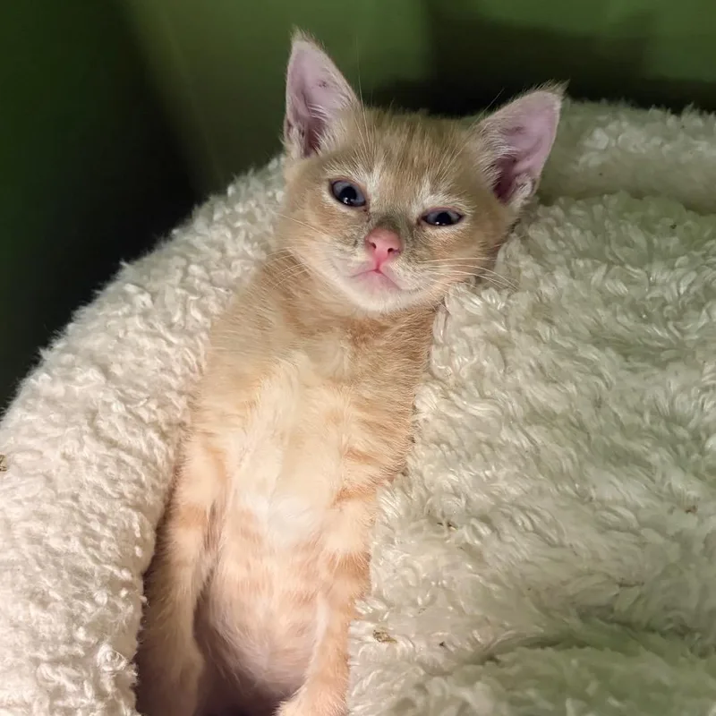A baby small-sized female Buff / Tan / Fawn Domestic Short Hair cat named Butternut for adoption in Fort Lauderdale, FL
