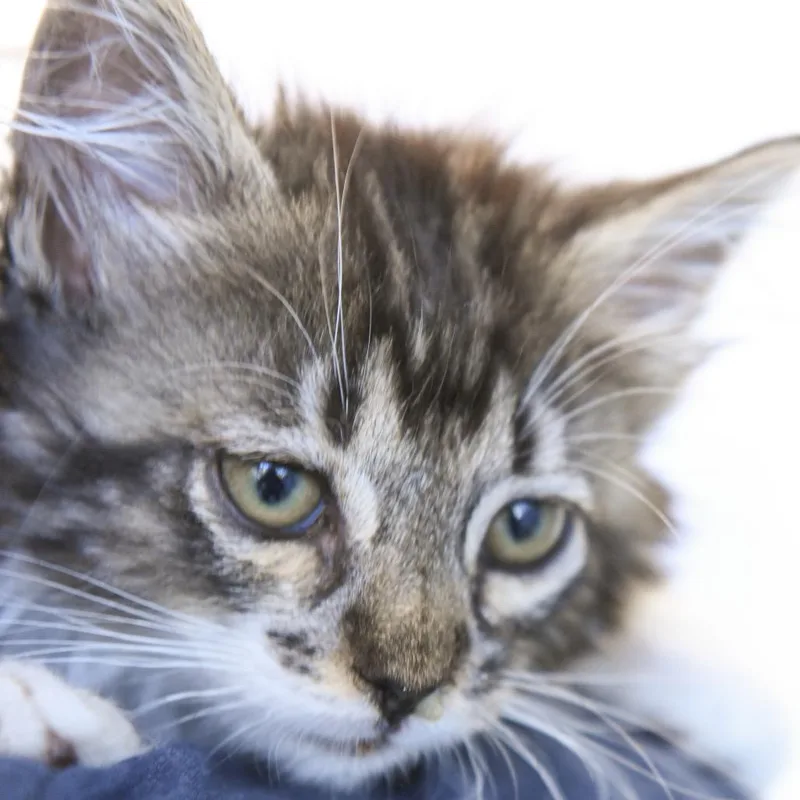 A baby small-sized female Brown / Chocolate Domestic Medium Hair cat named Green Fish for adoption in Redwood City, CA
