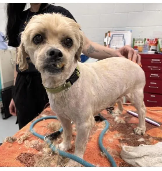 A senior small-sized male Apricot / Beige Cockapoo dog named Toby  Super Sweet! for adoption in Holland, MI