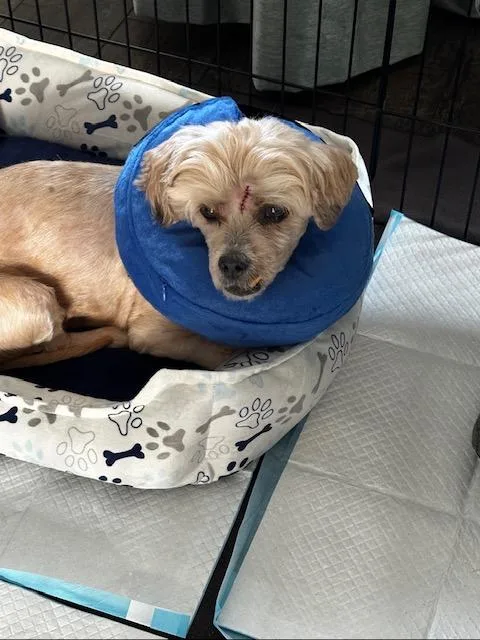 Toby  Super Sweet! thumbnail 3