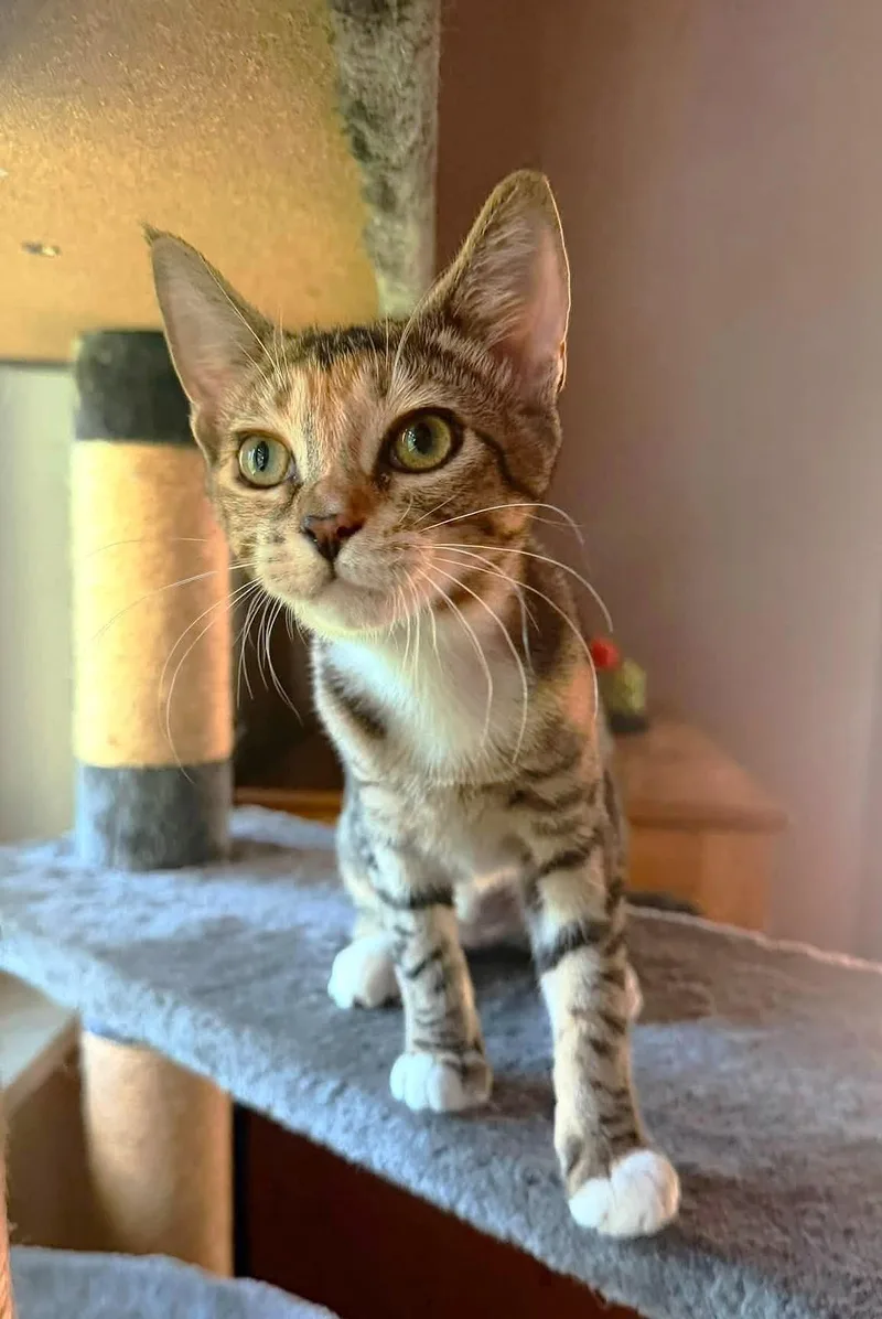 A baby medium-sized female Tabby (Brown / Chocolate) American Shorthair cat named Noodle for adoption in Lakeland, FL