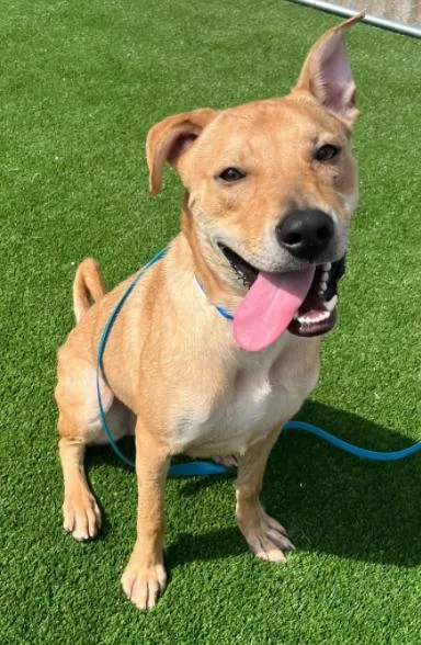 A young large-sized male White / Cream Labrador Retriever dog named Meatball for adoption in Palatine, IL
