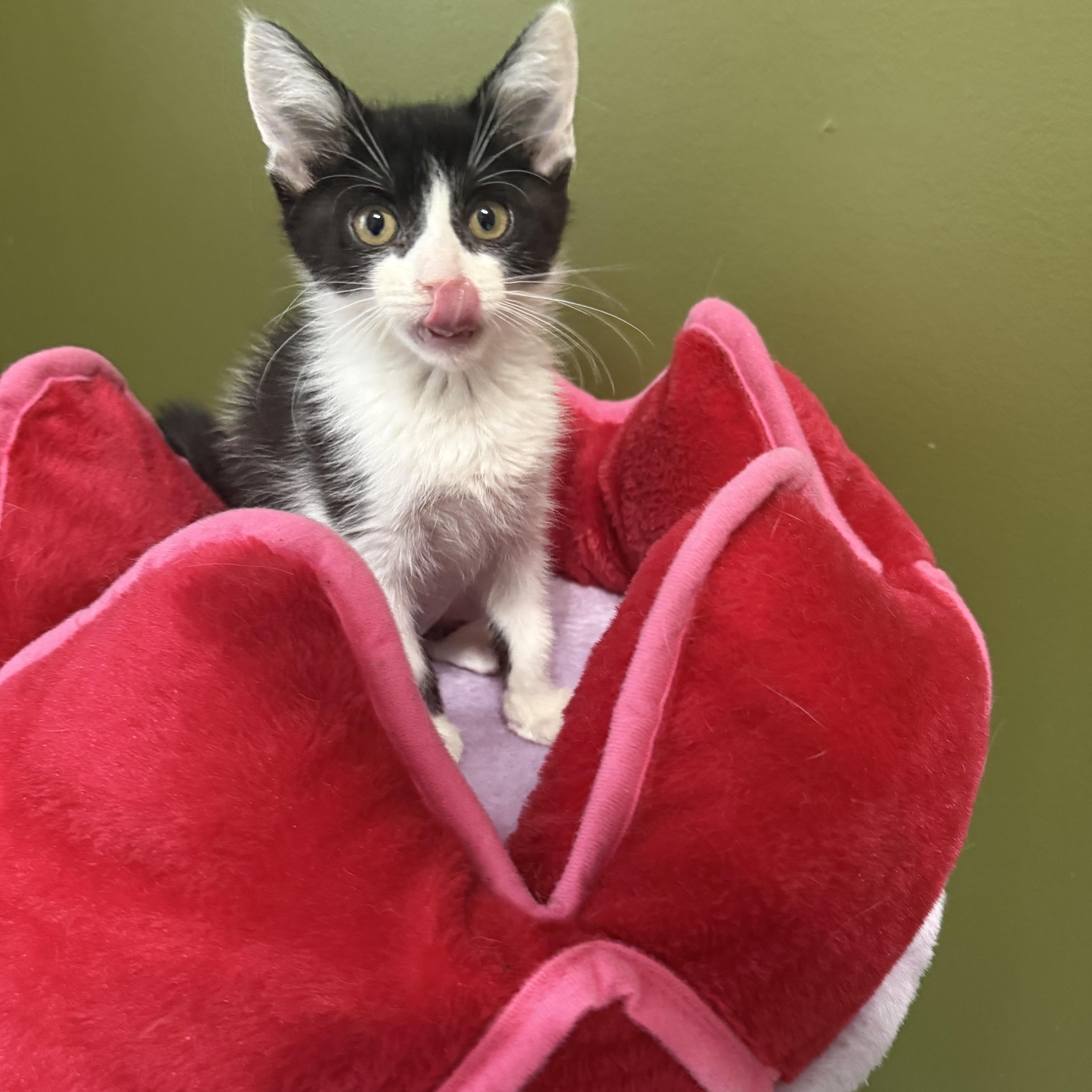 A baby small-sized female Domestic Short Hair cat named Pixie for adoption in Lacona, NY