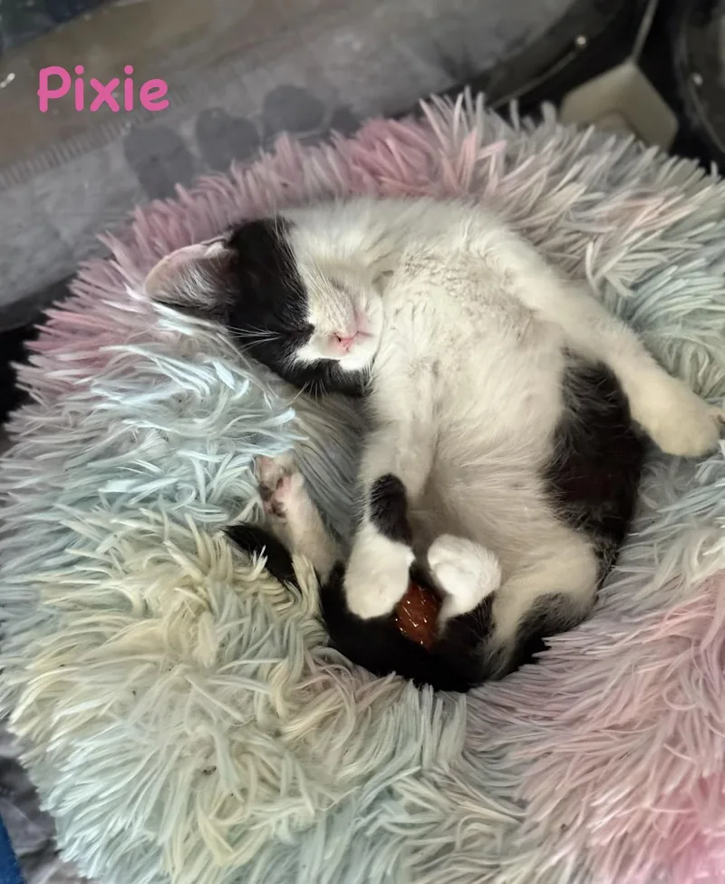 Pixie thumbnail 3
