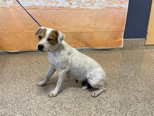 A young medium-sized female Terrier dog named April for adoption in Miami, FL