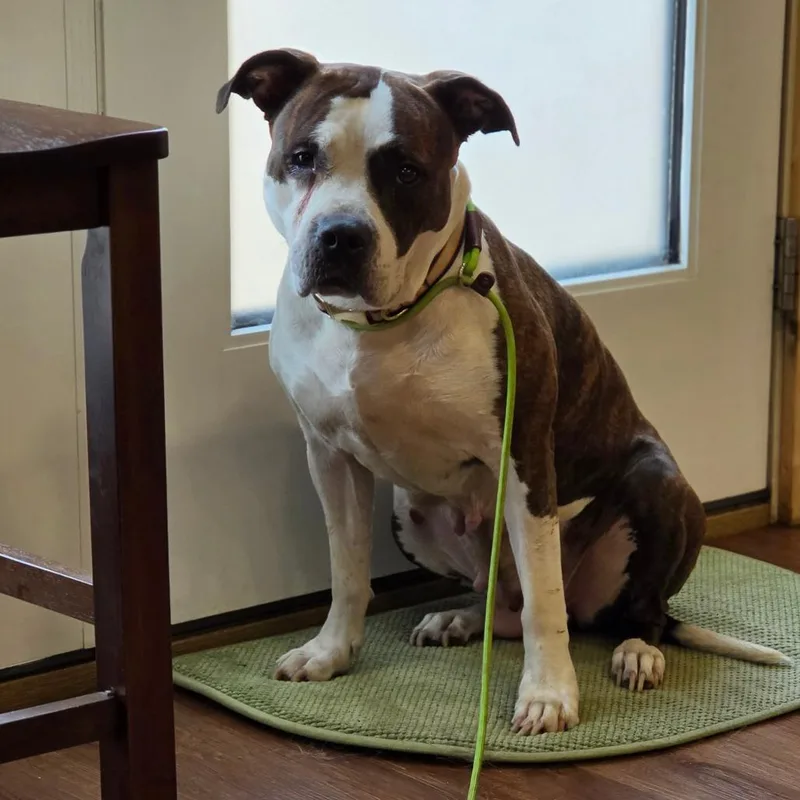 An adult medium-sized female Pit Bull Terrier dog named Arwen for adoption in Easton, PA