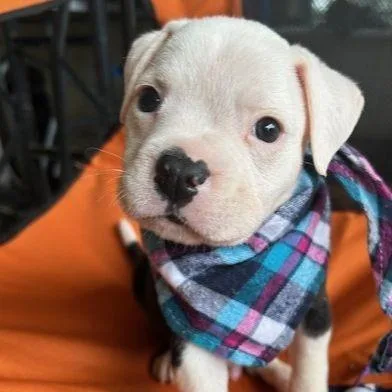 A baby medium-sized male Mixed Breed dog named Asperitas for adoption in Austin, TX