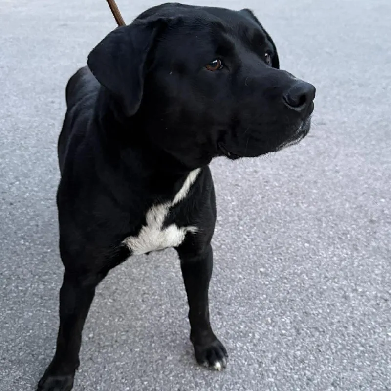 Merlin Stray Hold