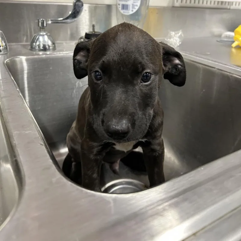 A baby small-sized male Black Labrador Retriever dog named Salami for adoption in League City, TX