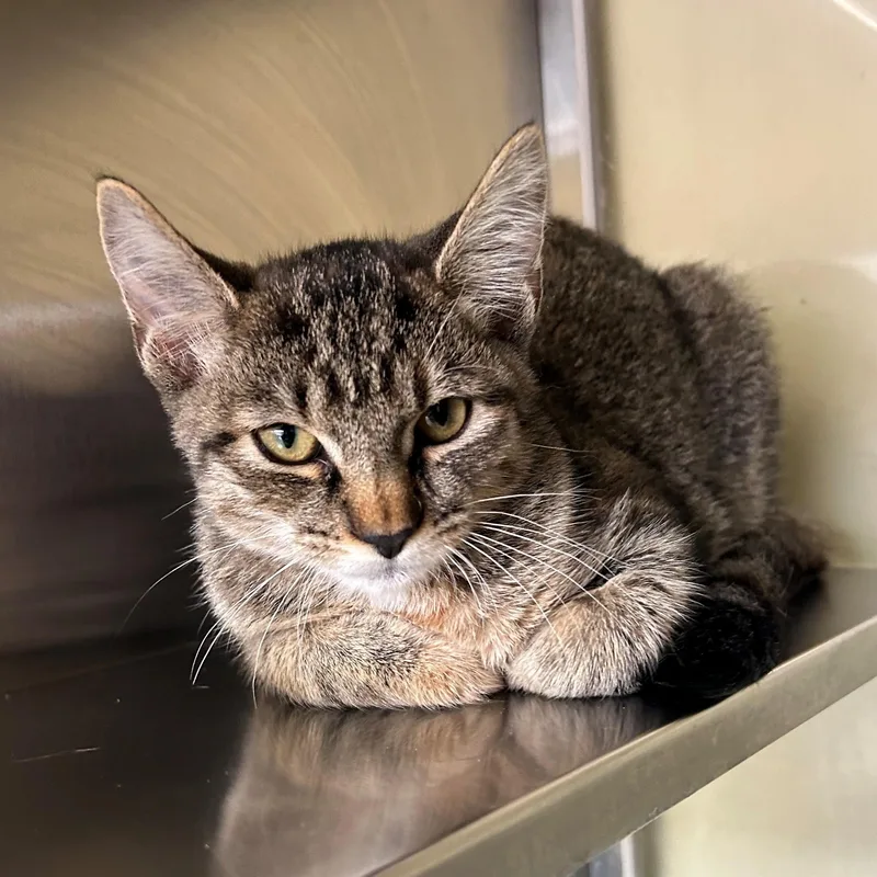 A young medium-sized female Tabby (Brown / Chocolate) Domestic Short Hair cat named Gracie for adoption in Margate, FL