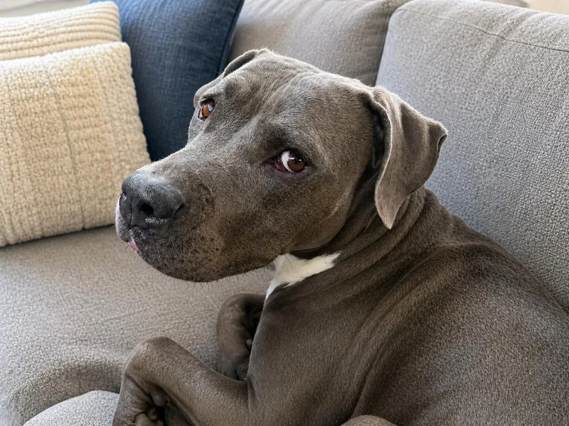 Barkley