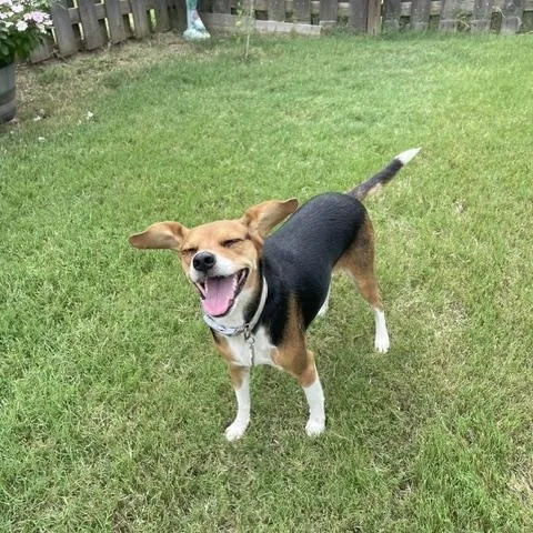 An adult small-sized female Tricolor (Brown, Black, & White) Beagle dog named Little Dinner for adoption in Memphis, TN