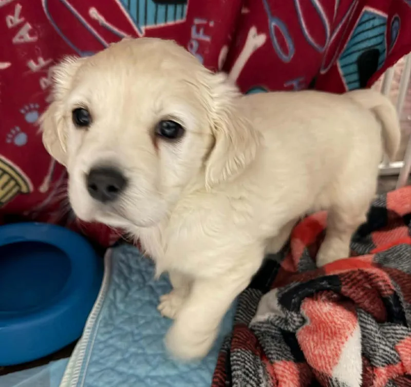 A baby small-sized male Cocker Spaniel dog named Lola's pups for adoption in Anchorage, AK