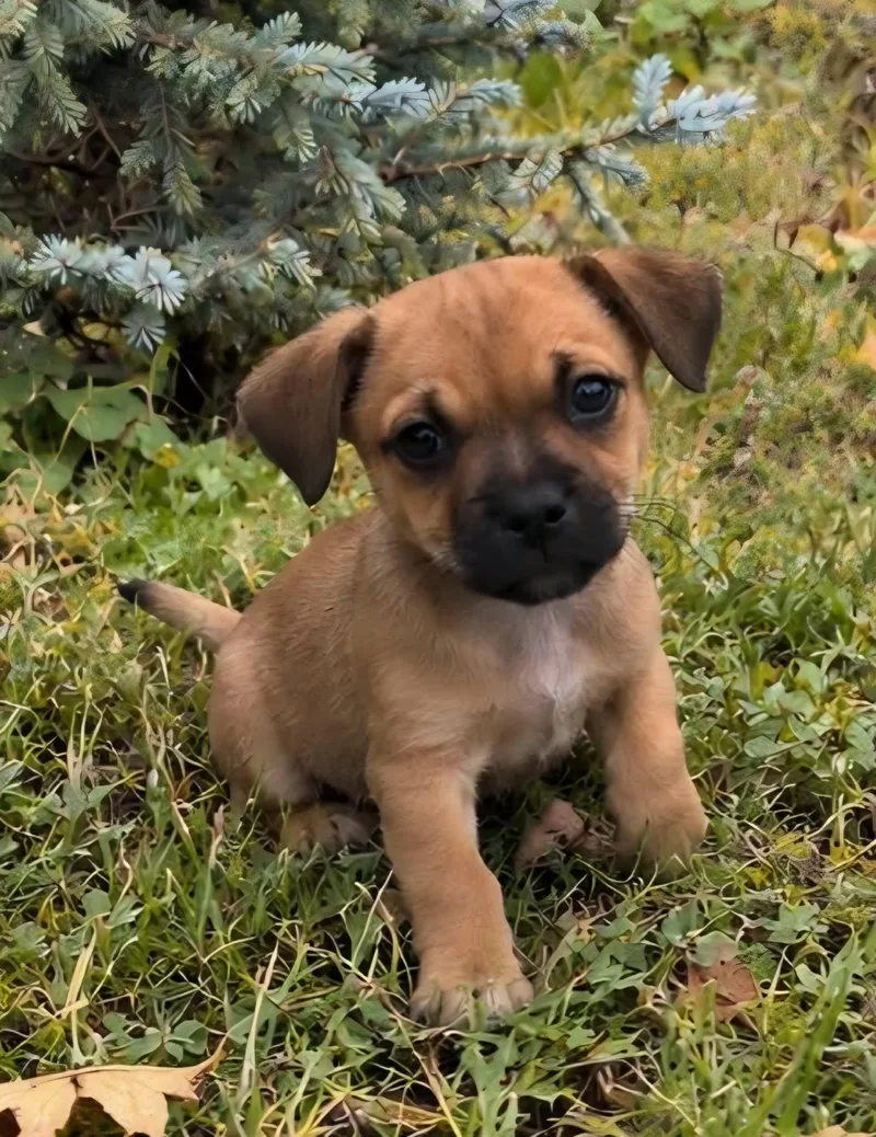 Lola's pups thumbnail 2