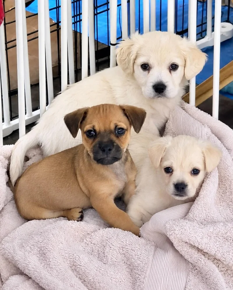 Lola's pups thumbnail 3