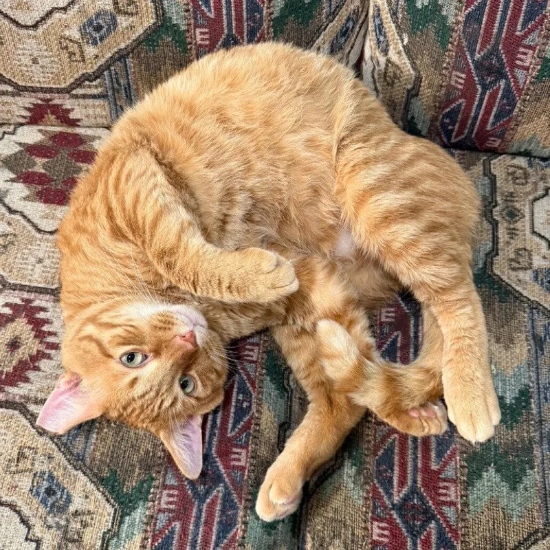 Cheddar moretohug