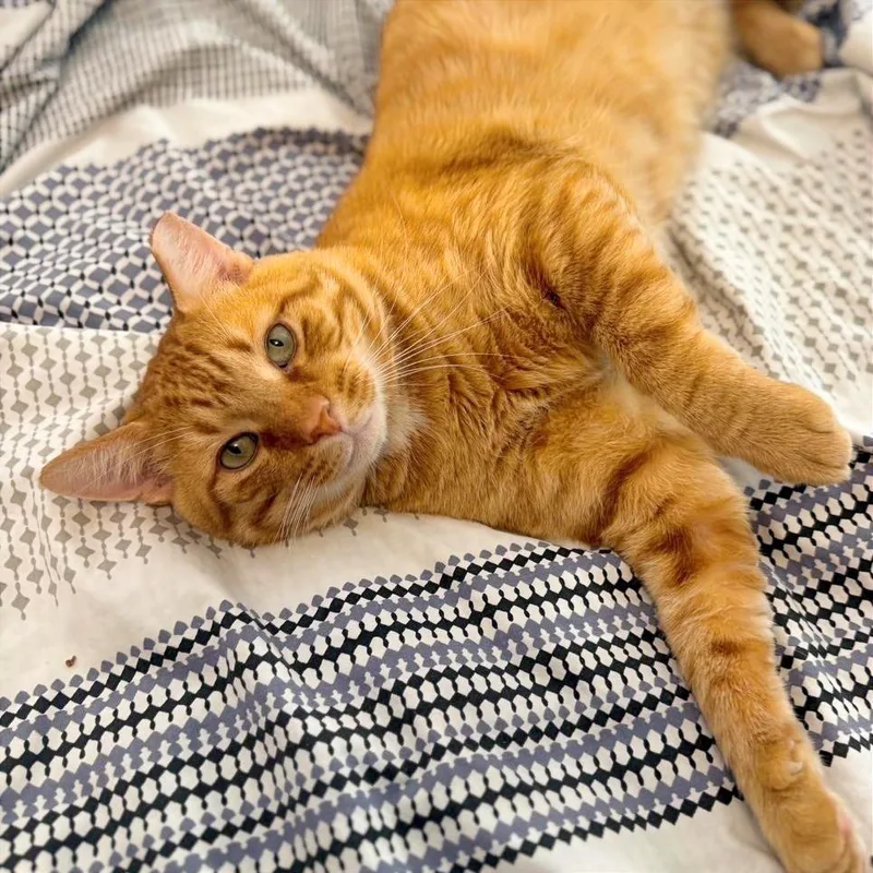 Cheddar moretohug thumbnail 2