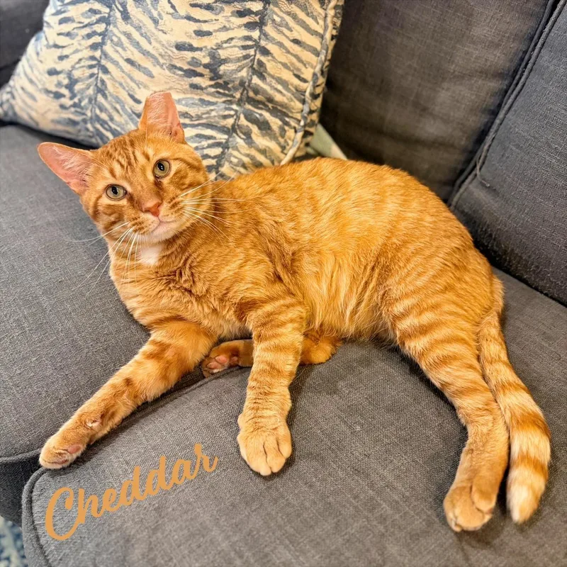 Cheddar moretohug thumbnail 3