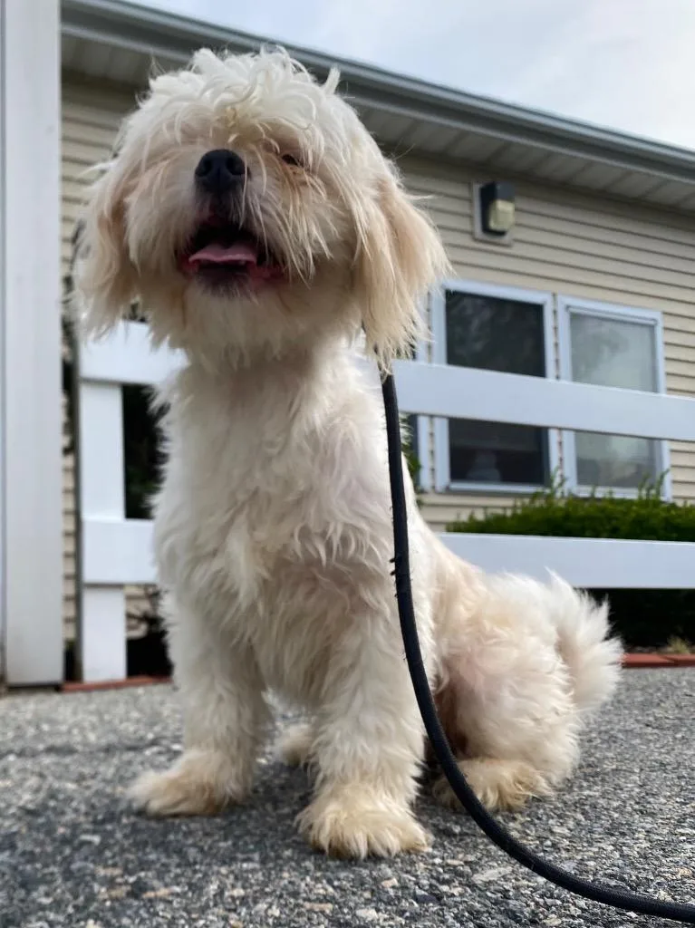 A young small-sized female Shih Tzu dog named Rivers for adoption in Fall River, MA