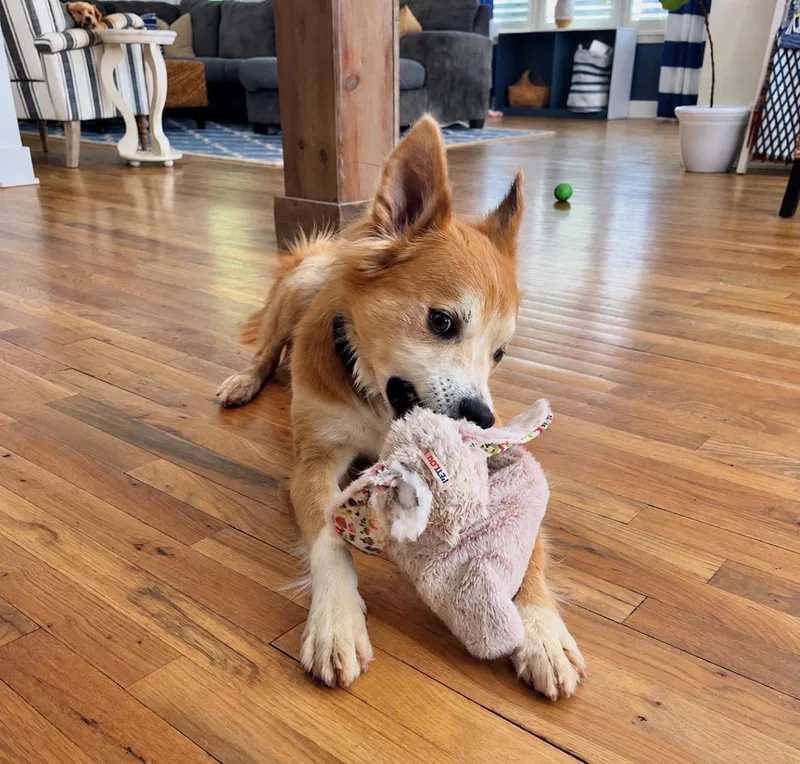 An adult medium-sized male Red / Chestnut / Orange Spaniel dog named Waffles for adoption in Horse Shoe, NC