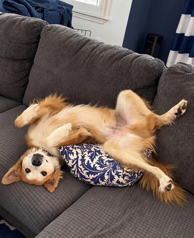 Waffles thumbnail 5