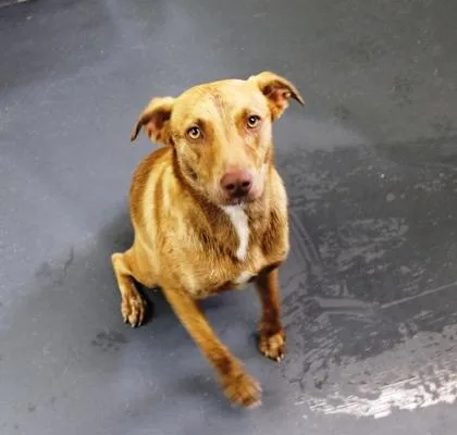 A baby medium-sized female Feist dog named Indigo for adoption in Picayune, MS