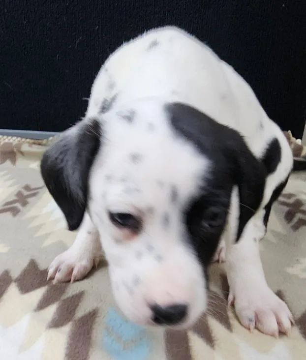 A baby medium-sized female Black Dalmatian dog named Patch for adoption in Neillsville, WI