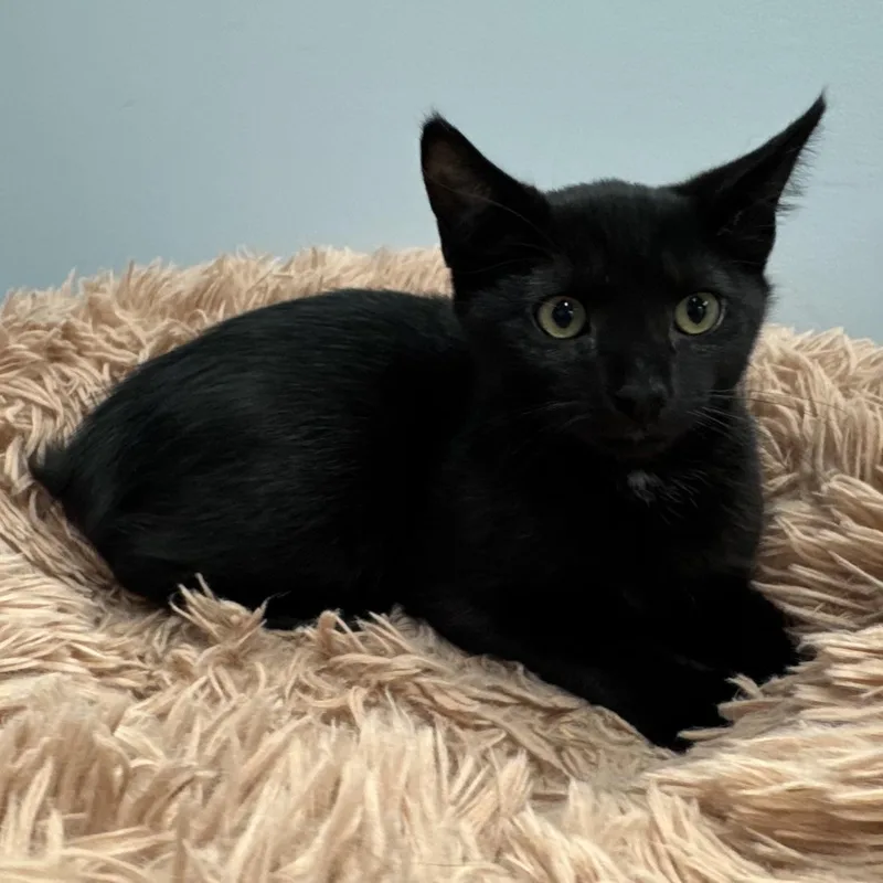 A baby small-sized male Domestic Short Hair cat named Monroe for adoption in East Northport, NY