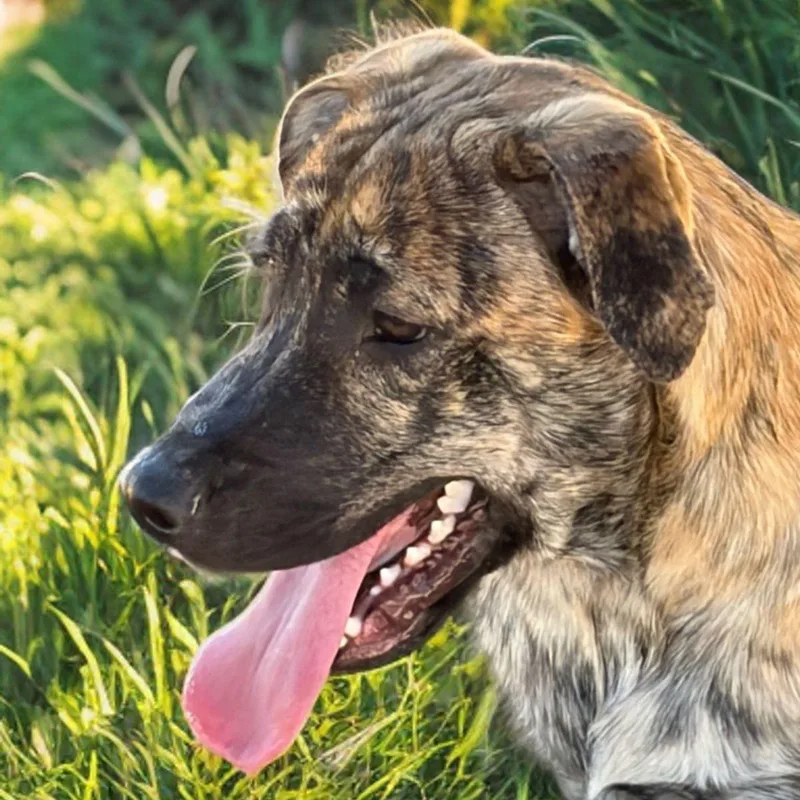 An adult medium-sized male Brindle Shepherd dog named Ali for adoption in Kingman, AZ