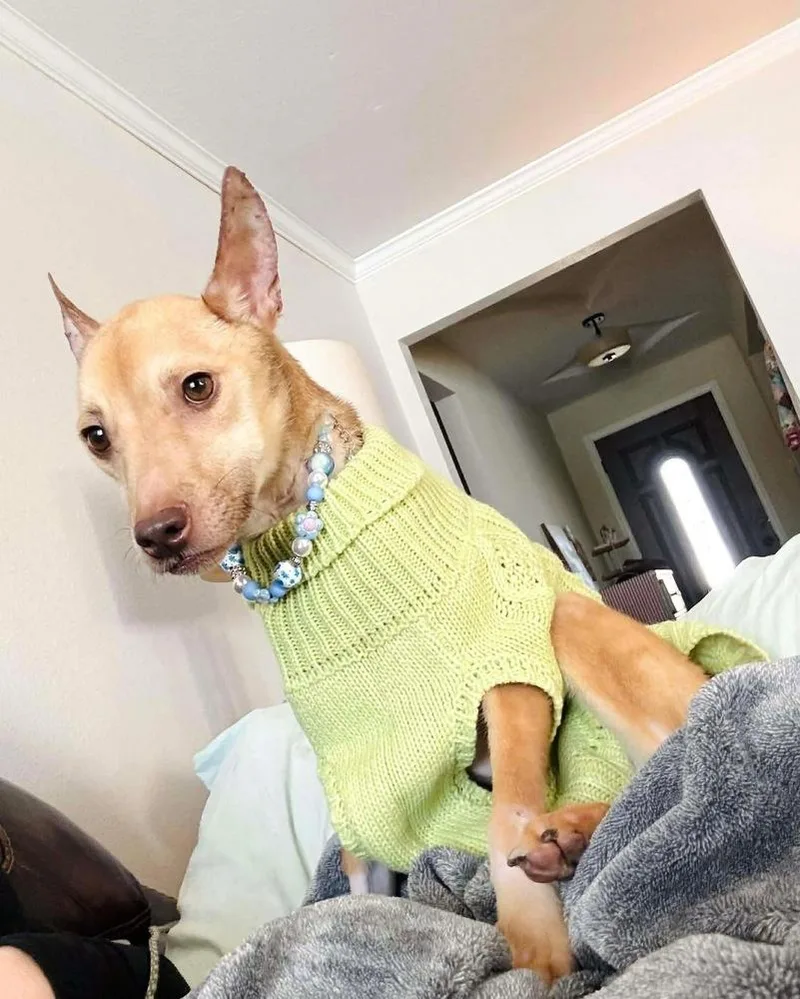 An adult small-sized female Brown / Chocolate Cattle Dog dog named Penelope for adoption in Saugus, MA