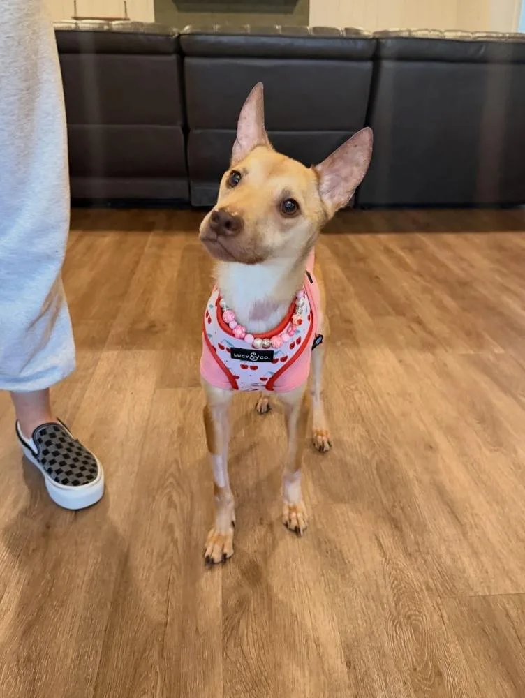 Penelope thumbnail 3