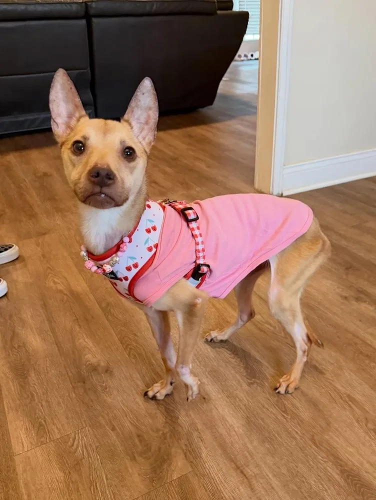 Penelope thumbnail 4