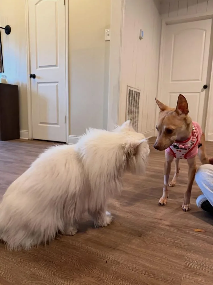 Penelope thumbnail 5