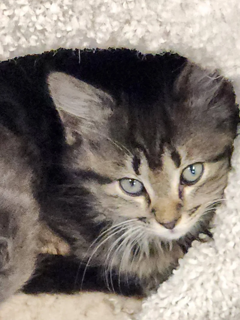 A baby medium-sized female Domestic Long Hair cat named Dot for adoption in Watkinsville, GA