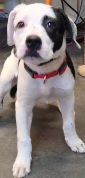 A baby small-sized male Pointer dog named Snoopy for adoption in Elizabethton, TN