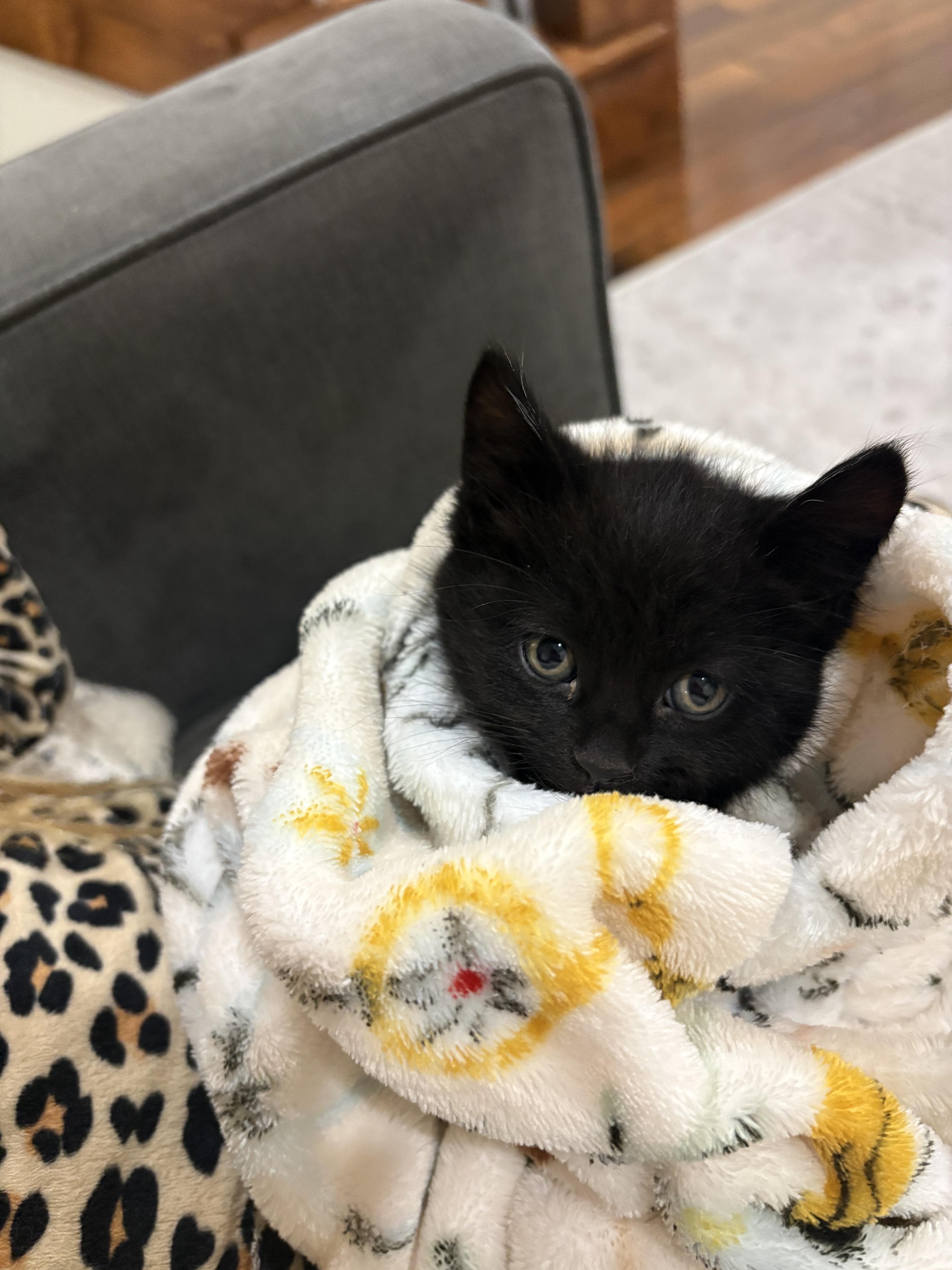A baby medium-sized male Black Domestic Short Hair cat named Winston for adoption in Fruit Heights, UT
