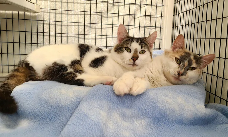 A young medium-sized female Dilute Calico Domestic Short Hair cat named Hillary & Halston for adoption in Kirkland, WA