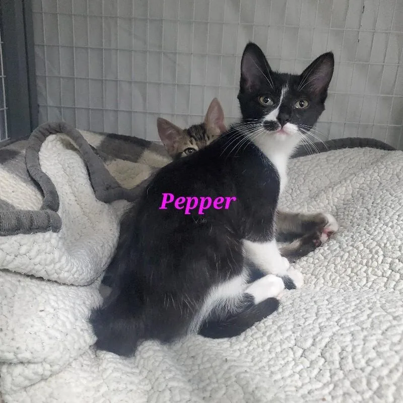 Pepper
